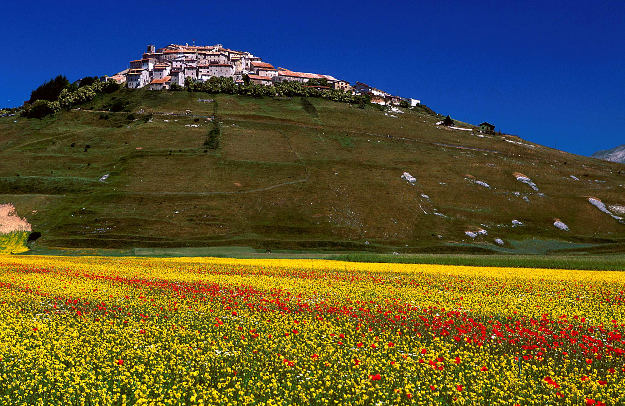 01_Castelluccio_Fioritura