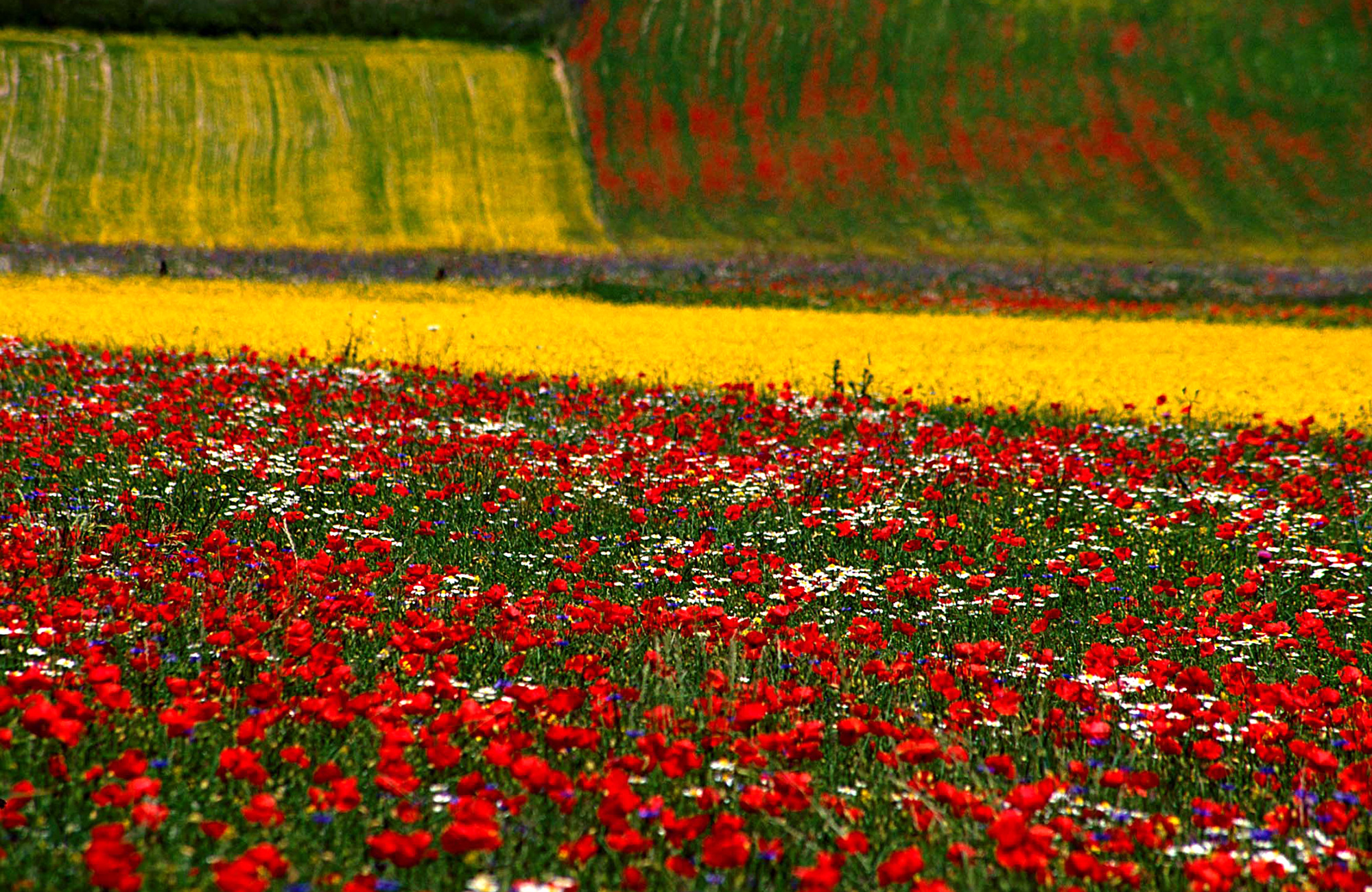03_Castelluccio_Fioritura