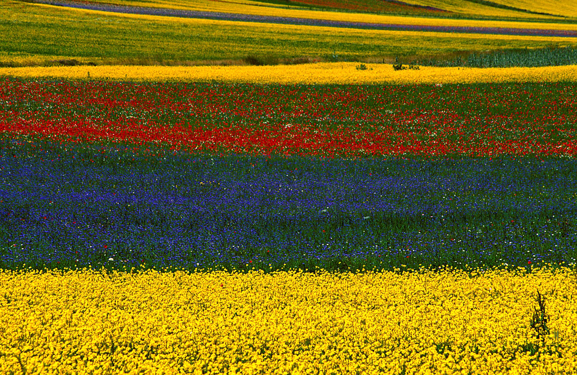 04_Castelluccio_Fioritura